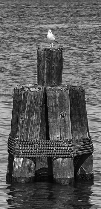 King of the Pier