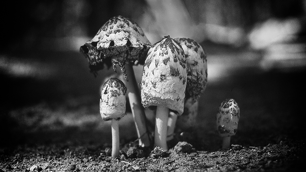 Mushroom Family