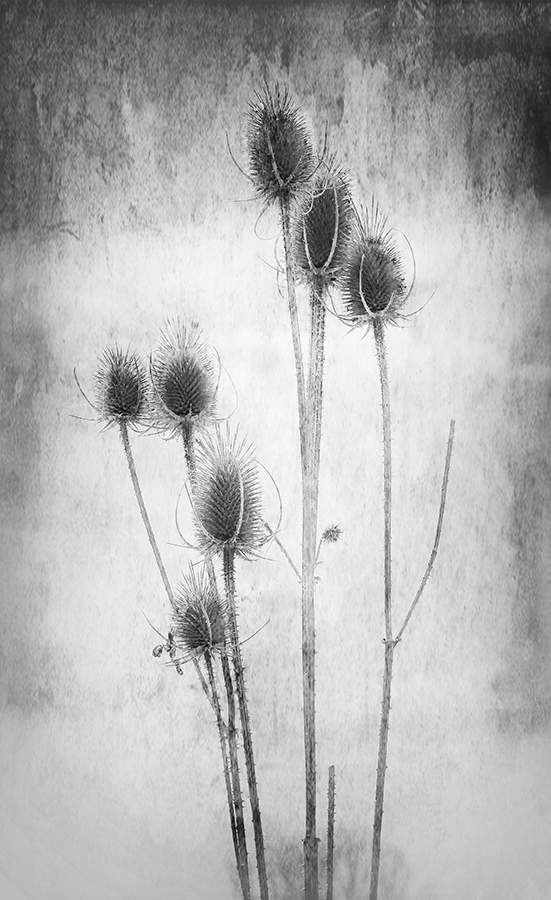 Thistles